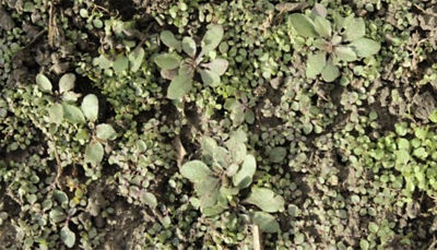 Fall weed control