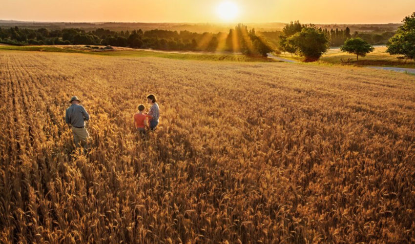 family standing in a wheat field