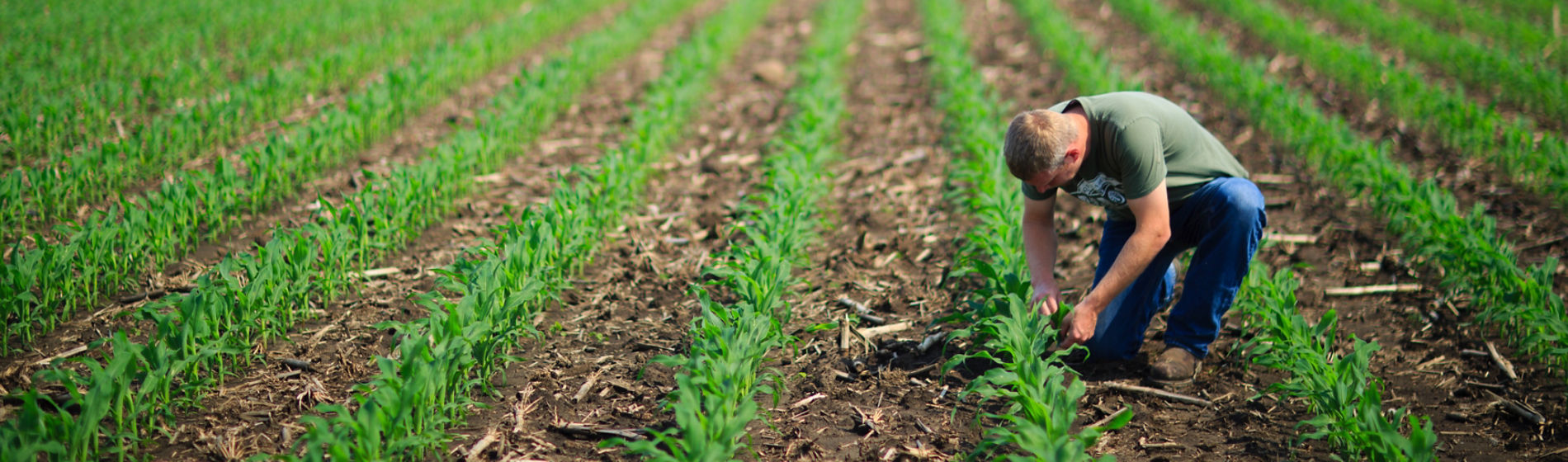 Farmer examining young corn in field