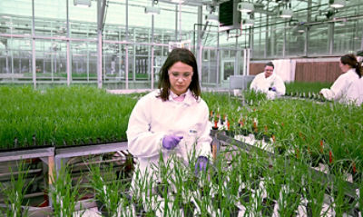 Female scientist in greenhouse