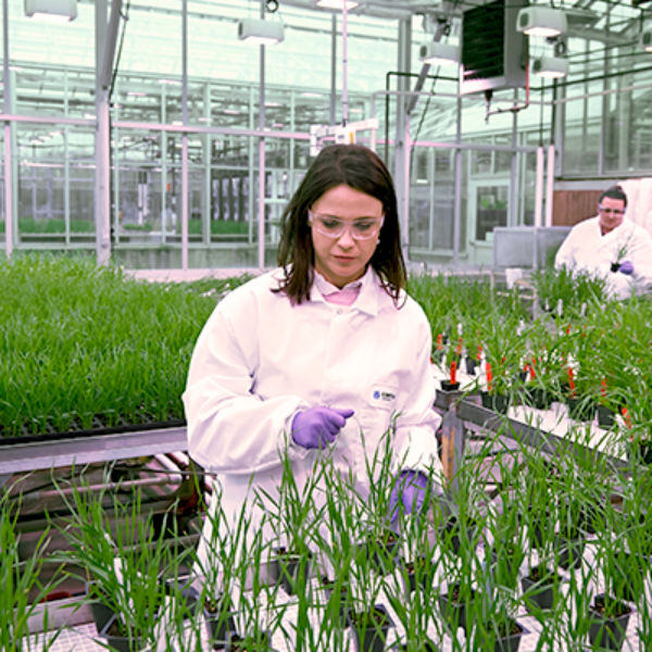 Female scientist in greenhouse