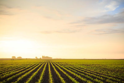 Pioneer® brand Corn: Bred to Deliver Innovation. Bag after Bag.