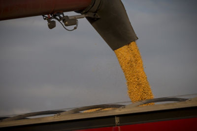 Filling corn hauler