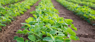 brevant soybean rows