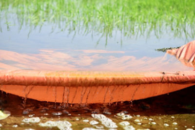Flooded rice field