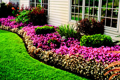 Flowering landscape bed