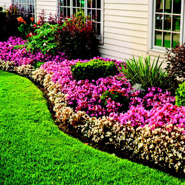 Clean lawn with shrubs