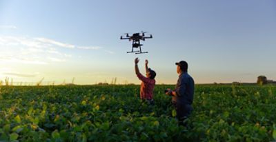 flying drone in a soybean field