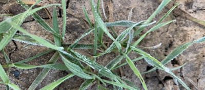 frost on wheat