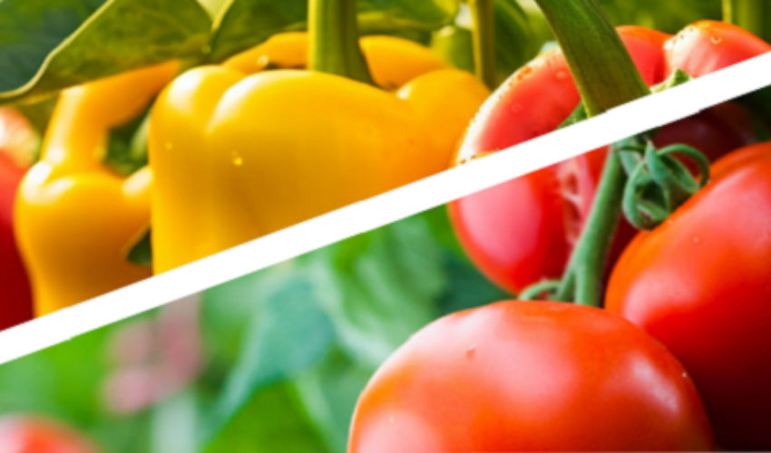 peppers and tomatoes