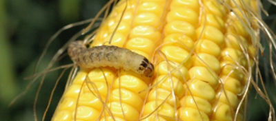 western bean cutworm on corn cob