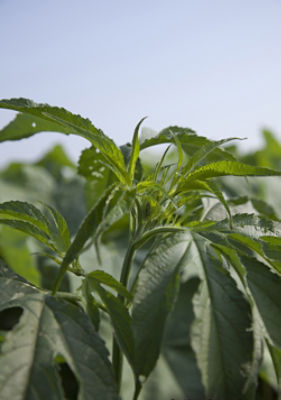 Giant Ragweed