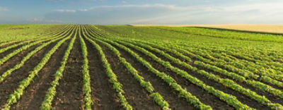 crop rows