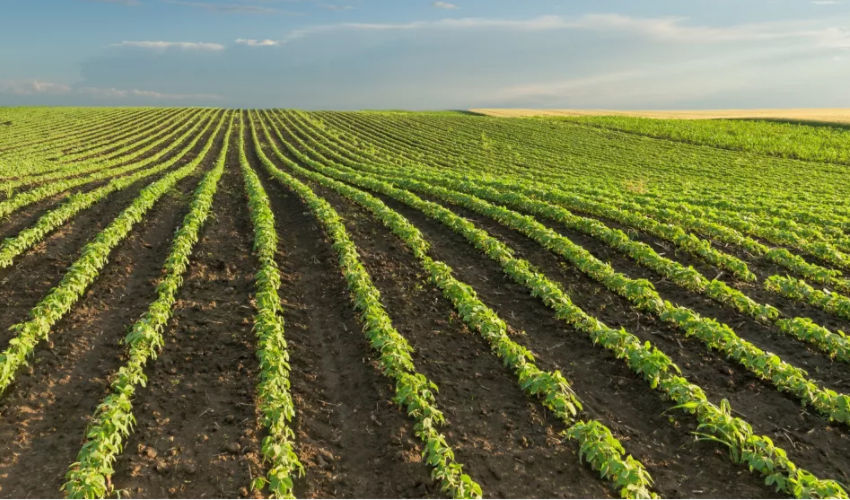 rows of soybeans in a farmer's field