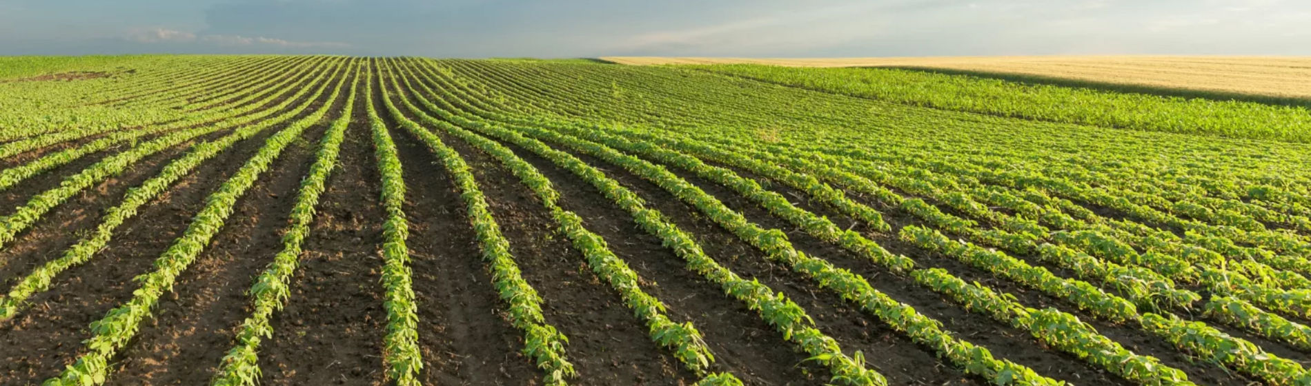 crop rows