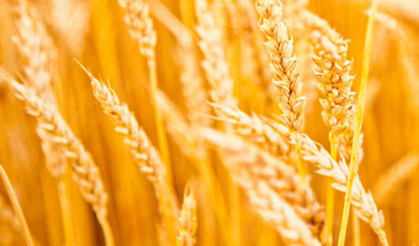 Golden wheat 
