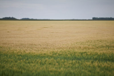 Golden wheat field