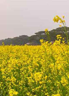 mustard field