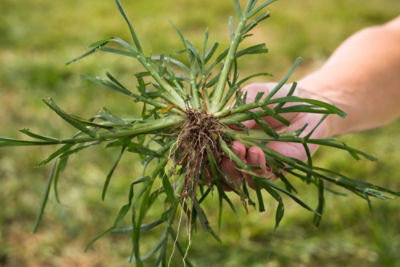 goosegrass roots
