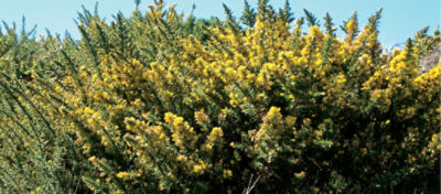gorse
