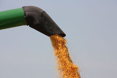 Man inspecting corn in sun