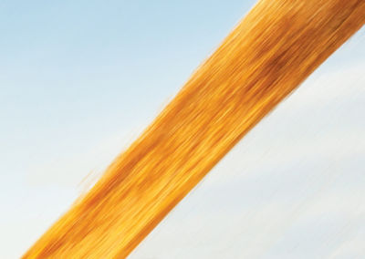 grain corn