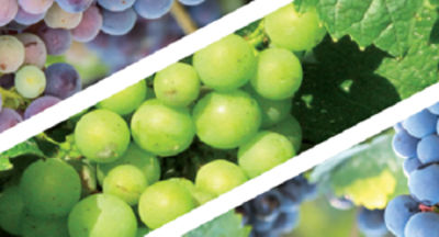 grapes