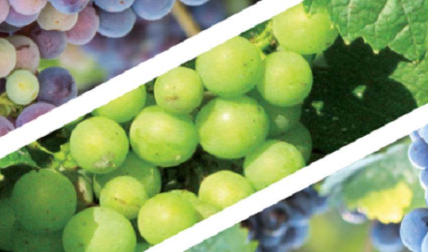 grapes
