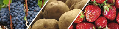 Grapes, potatoes, strawberry hero