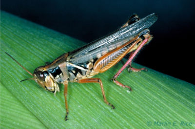 grasshopper