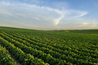 Green soybean field