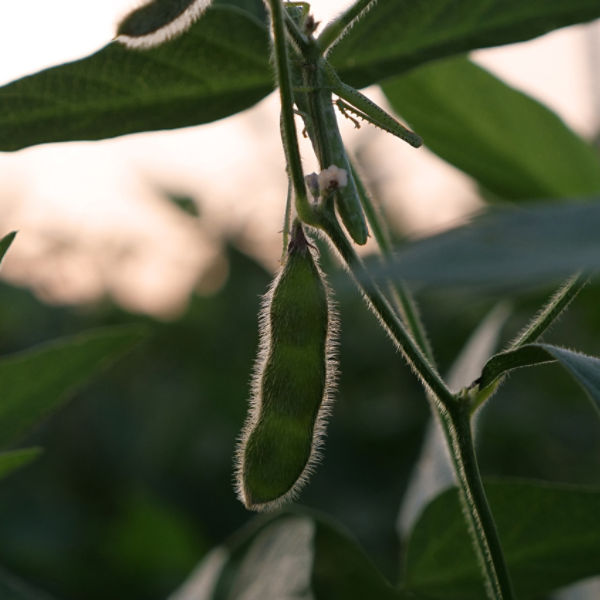 Green soybean pod