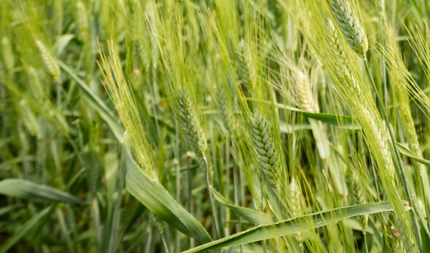 Green wheat field