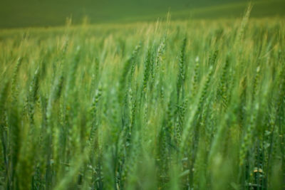 Wheat field