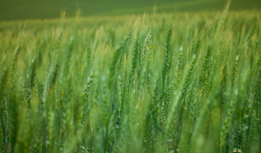 Wheat field