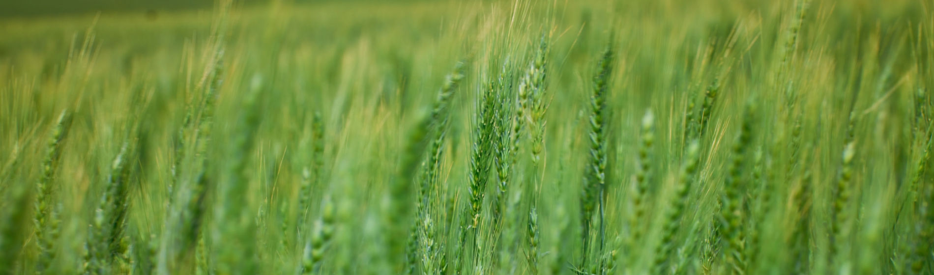 Wheat field