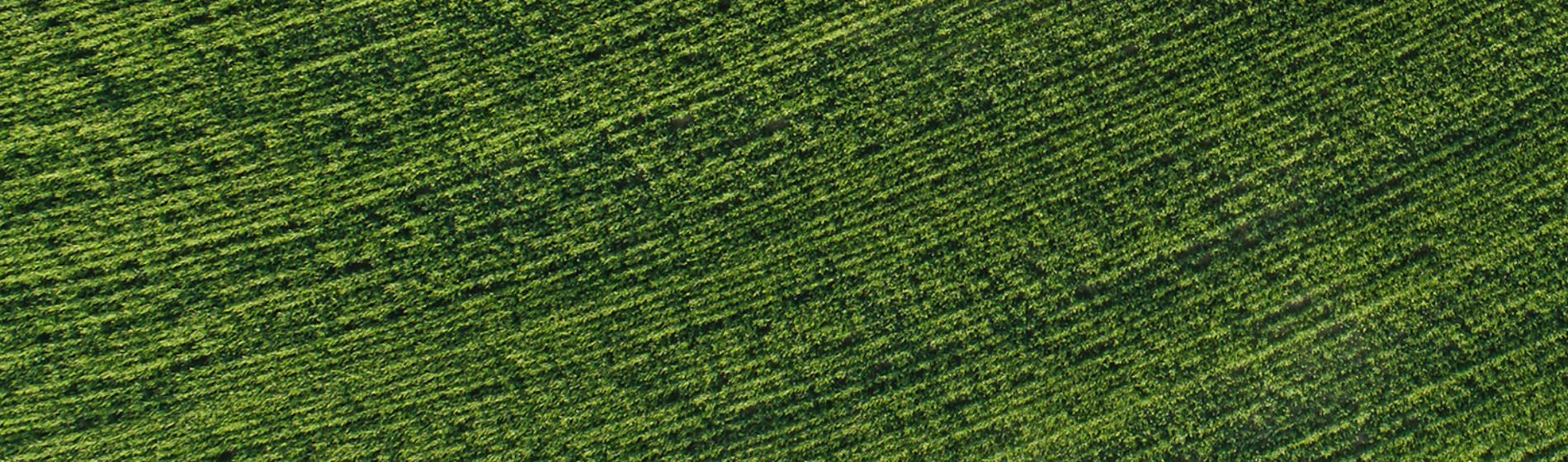 Green Field