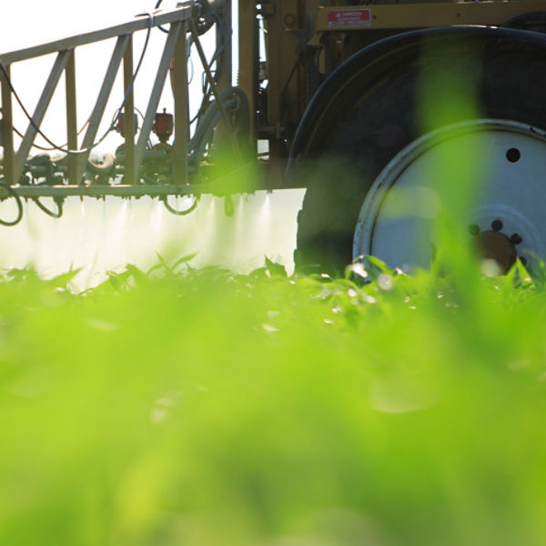 Ground level view of sprayer in corn