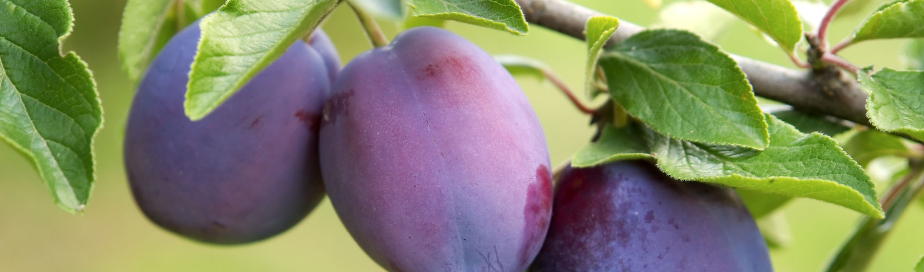 three plums on a tree