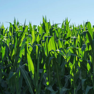 growing corn plants in field - closeup - midseason