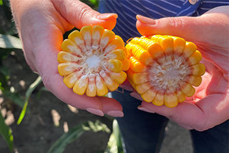 Halved ear of corn