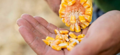 Why Dry Conditions Increase Risk of Herbicide Carryover