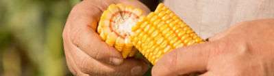 Corn Traits and Technologies