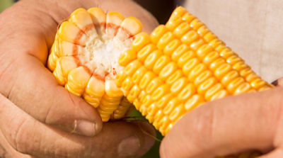 Standard Corn Silage