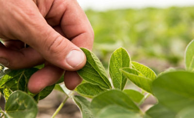 Sulfonylurea Tolerant Soybean (STS®) Gene