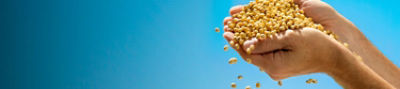 Plenish® High Oleic Soybeans