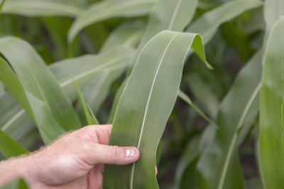 Tar Spot Field Guide