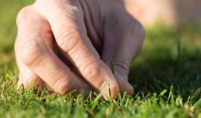 Hand touching grass