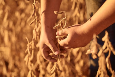 hands picking soybeans