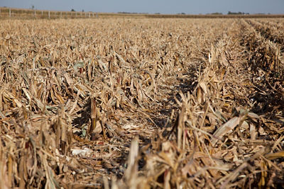 Harvested Corn field
